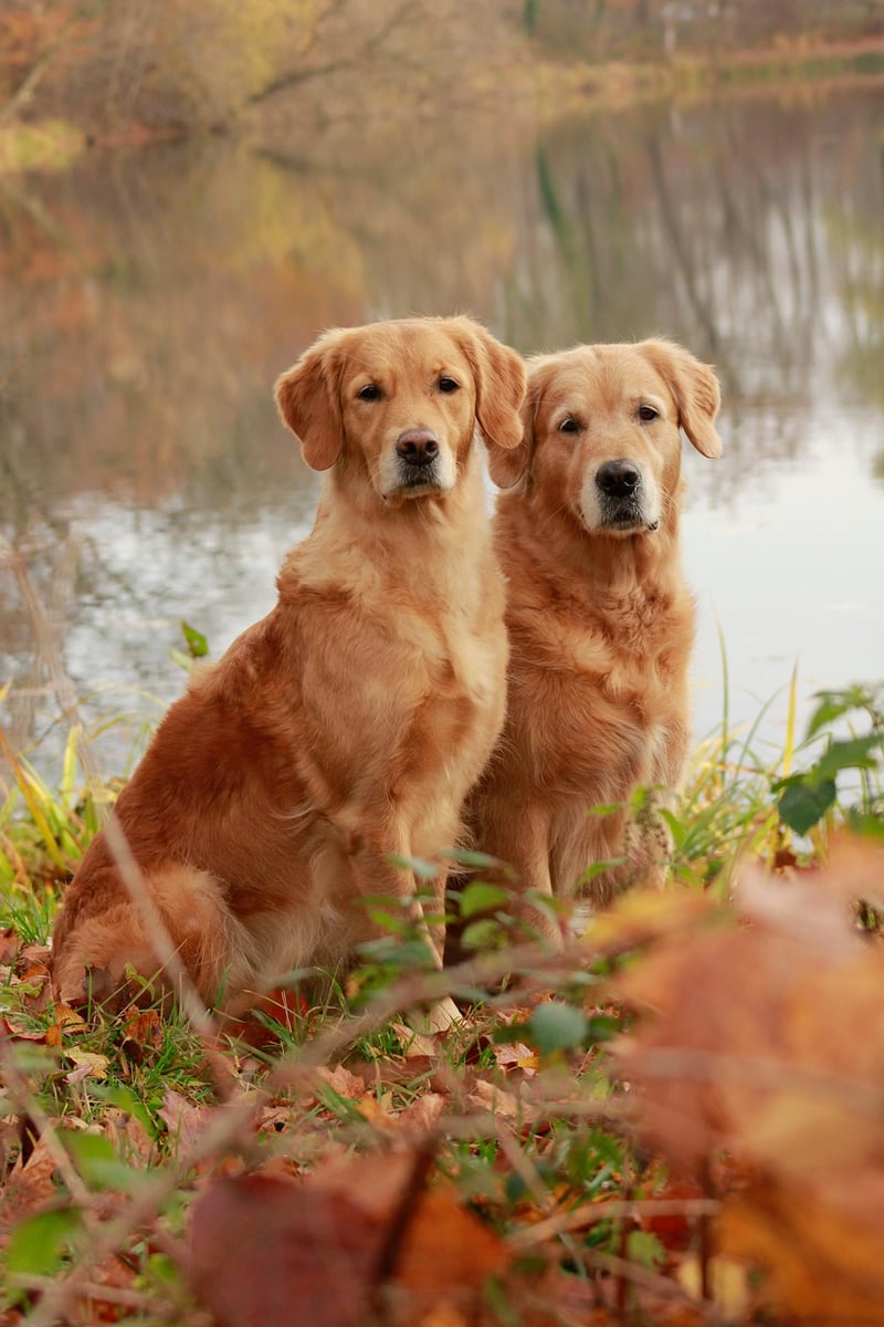 Golden Fairytale