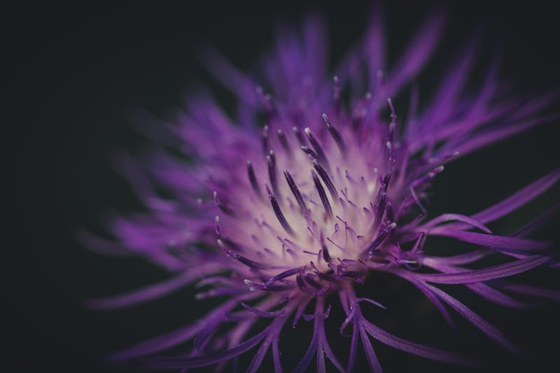 Nature-Inspired Celebration